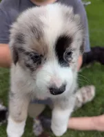 Avery's boy 2, a male Australian Shepherd for sale in Brooksville, FL – 4 of 4