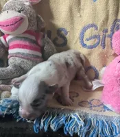 Merlys girl 5, a female Miniature Australian Shepherd for sale in Brooksville, FL – Photo 2 of 3