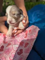 Merlys girl 5, a female Miniature Australian Shepherd for sale in Brooksville, FL – Photo 3 of 3