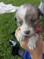 Merlys girl 5, a female Miniature Australian Shepherd for sale in Brooksville, FL – Photo 1 of 3