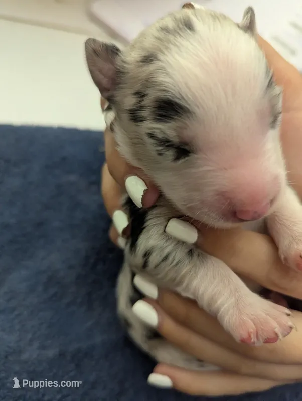 Novas girl  – Australian Shepherd puppy for sale in Brooksville, FL