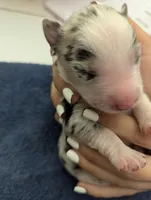 Novas girl , a female Australian Shepherd for sale in Brooksville, FL – Photo 2 of 3