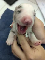 Novas girl , a female Australian Shepherd for sale in Brooksville, FL – Photo 3 of 3