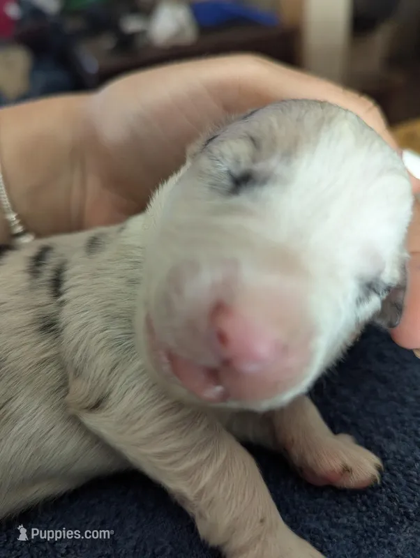 Novas girl  – Australian Shepherd puppy for sale in Brooksville, FL