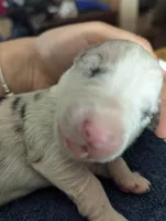 Novas girl , a female Australian Shepherd for sale in Brooksville, FL – Photo 1 of 3