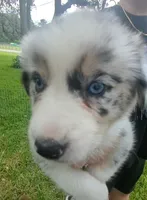 Novas girl 1, a female Australian Shepherd for sale in Brooksville, FL – Photo 2 of 6