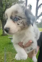 Novas girl 1, a female Australian Shepherd for sale in Brooksville, FL – Photo 1 of 6