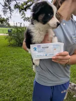 Avery's boy 3, a male Australian Shepherd for sale in Brooksville, FL – 6 of 8