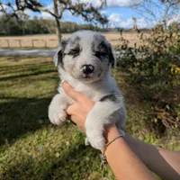 Penny's boy 2, a male Australian Shepherd for sale in Brooksville, FL – Photo 1 of 3