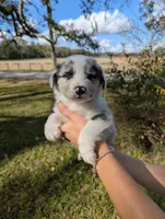Penny's boy 2, a male Australian Shepherd for sale in Brooksville, FL – Photo 1 of 3