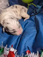 Penny's boy 2, a male Australian Shepherd for sale in Brooksville, FL – Photo 3 of 3