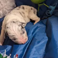 Penny's boy 2, a male Australian Shepherd for sale in Brooksville, FL – Photo 2 of 3