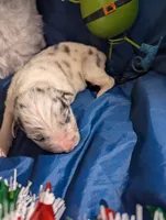 Penny's boy 2, a male Australian Shepherd for sale in Brooksville, FL – Photo 2 of 3