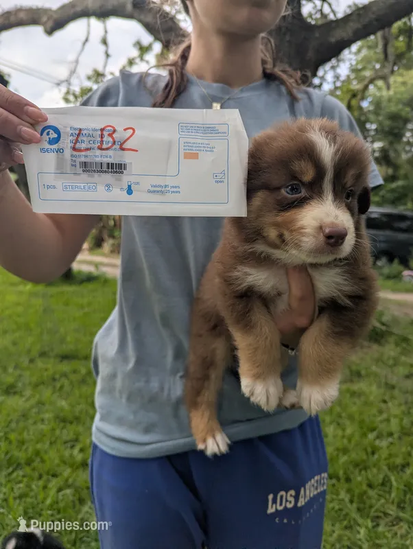 Lacey's boy 2 – Australian Shepherd puppy for sale in Brooksville, FL