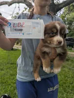 Lacey's boy 2, a male Australian Shepherd for sale in Brooksville, FL – 1 of 2