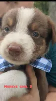 Merlys girl 3, a female Miniature Australian Shepherd for sale in Brooksville, FL – Photo 1 of 3