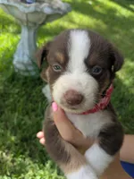 Merlys girl 3, a female Miniature Australian Shepherd for sale in Brooksville, FL – Photo 3 of 3