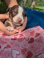 Merlys girl 3, a female Miniature Australian Shepherd for sale in Brooksville, FL – Photo 2 of 3