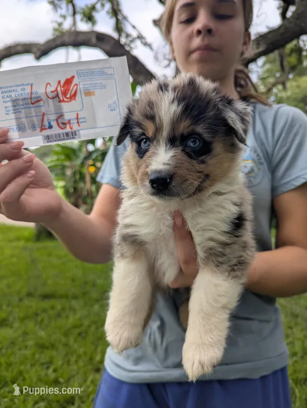 Lacey's girl 1 – Australian Shepherd puppy for sale in Brooksville, FL