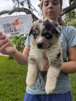Lacey's girl 1, a female Australian Shepherd for sale in Brooksville, FL – 1 of 1