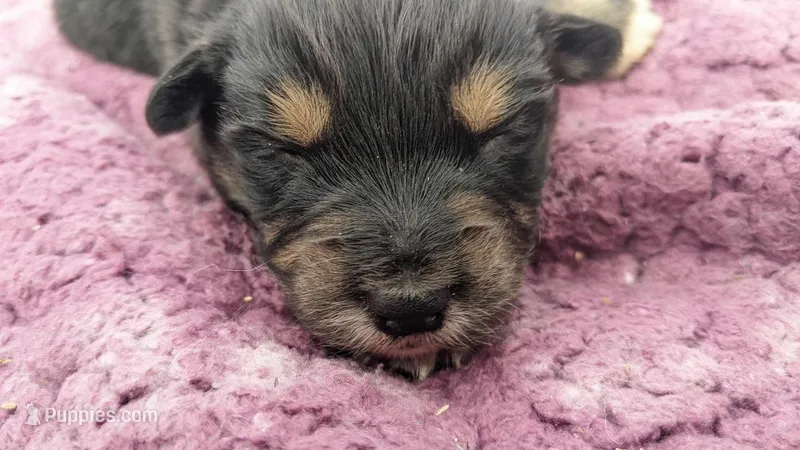 Abbeys girl 2, a female Australian Shepherd for sale in Brooksville, FL – Photo 1 of 2