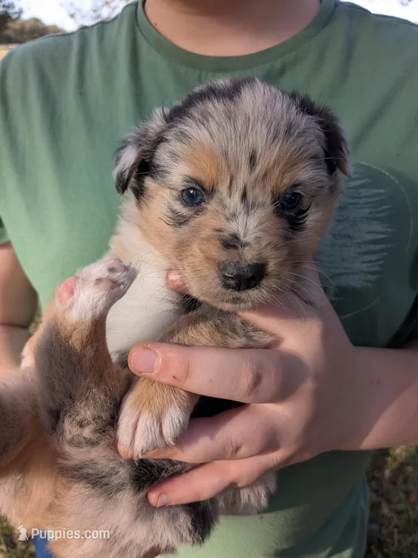 Abbeys girl 1, a female Australian Shepherd for sale in Brooksville, FL – Photo 1 of 2