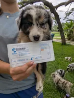Avery's boy 4, a male Australian Shepherd for sale in Brooksville, FL – 1 of 2