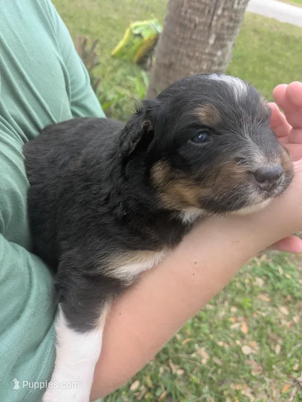 Remeys girl, a female Australian Shepherd for sale in Brooksville, FL – Photo 1 of 3