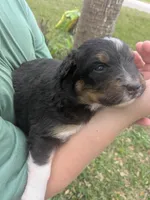 Remeys girl, a female Australian Shepherd for sale in Brooksville, FL – Photo 1 of 3