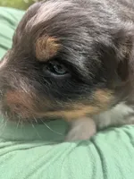 Remeys girl, a female Australian Shepherd for sale in Brooksville, FL – Photo 3 of 3