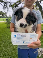 Avery's boy 3, a male Australian Shepherd for sale in Brooksville, FL – 4 of 8