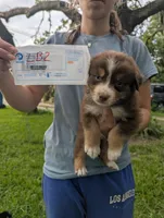 Lacey's boy 2, a male Australian Shepherd for sale in Brooksville, FL – 2 of 2