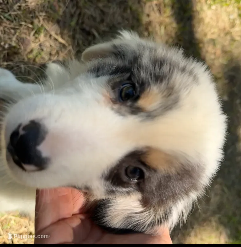 Avery's boy 1 – Australian Shepherd puppy for sale in Brooksville, FL