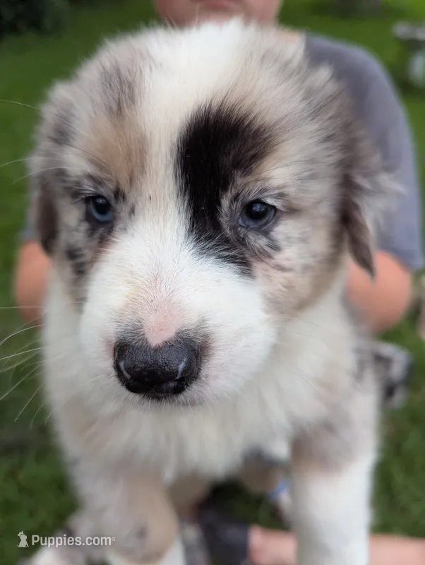 Avery's boy 2 – Australian Shepherd puppy for sale in Brooksville, FL