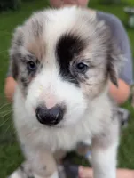 Avery's boy 2, a male Australian Shepherd for sale in Brooksville, FL – 1 of 4