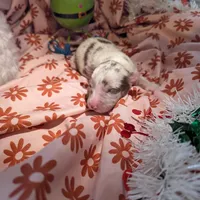 Mandy's girl 3, a female Australian Shepherd for sale in Brooksville, FL – Photo 4 of 4