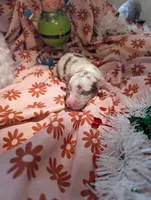 Mandy's girl 3, a female Australian Shepherd for sale in Brooksville, FL – Photo 4 of 4