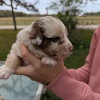 Mandy's girl 3, a female Australian Shepherd for sale in Brooksville, FL – Photo 2 of 4