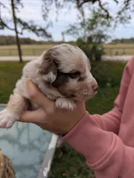 Mandy's girl 3, a female Australian Shepherd for sale in Brooksville, FL – Photo 2 of 4