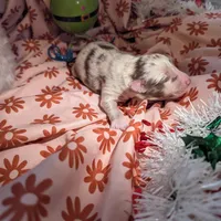 Mandy's girl 3, a female Australian Shepherd for sale in Brooksville, FL – Photo 3 of 4