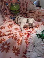 Mandy's girl 3, a female Australian Shepherd for sale in Brooksville, FL – Photo 3 of 4