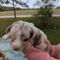 Mandy's girl 3, a female Australian Shepherd for sale in Brooksville, FL – Photo 1 of 4