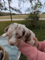 Mandy's girl 3, a female Australian Shepherd for sale in Brooksville, FL – Photo 1 of 4