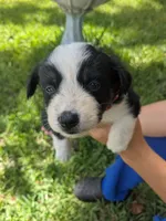 Merlys boy 1, a male Miniature Australian Shepherd for sale in Brooksville, FL – Photo 3 of 3