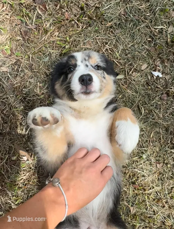 Avery's boy 4 – Australian Shepherd puppy for sale in Brooksville, FL