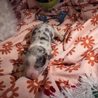 Mandy's girl 4, a female Australian Shepherd for sale in Brooksville, FL – Photo 3 of 3