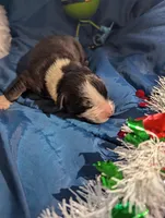 Mandy's boy 2, a male Australian Shepherd for sale in Brooksville, FL – Photo 2 of 3