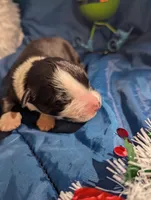 Mandy's boy 2, a male Australian Shepherd for sale in Brooksville, FL – Photo 3 of 3