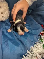 Mandy's boy 2, a male Australian Shepherd for sale in Brooksville, FL – Photo 1 of 3