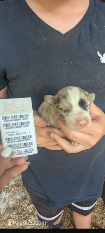Avery's boy 2 – Australian Shepherd puppy for sale in Brooksville, FL